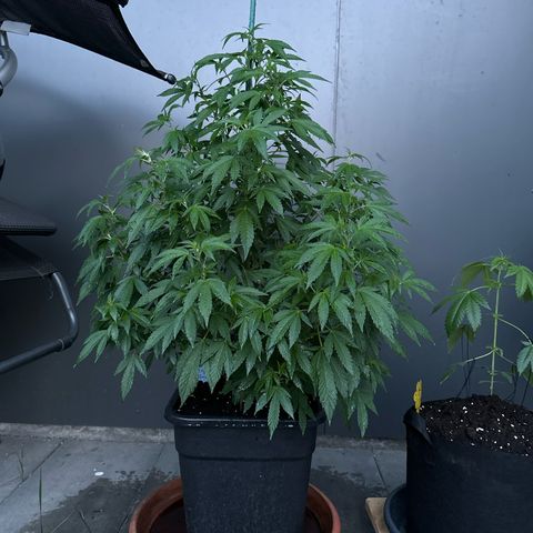 Bruce Banner growlog timeline photo