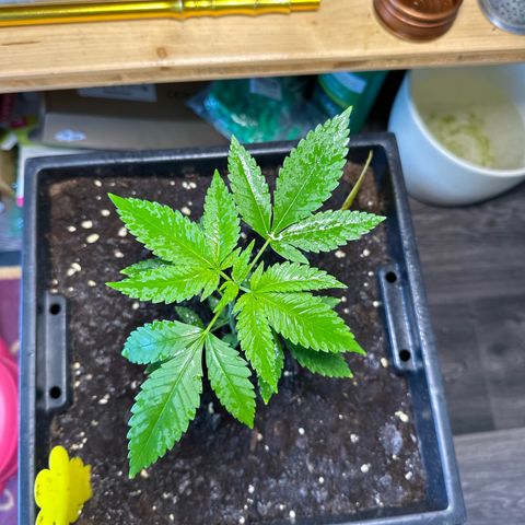 MR X  growlog timeline photo