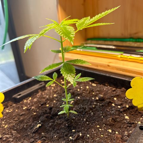 MR X  growlog timeline photo
