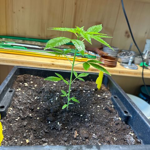 MR X  growlog timeline photo