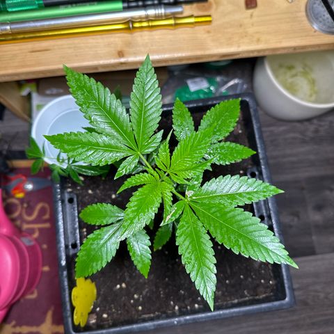 MR X  growlog timeline photo