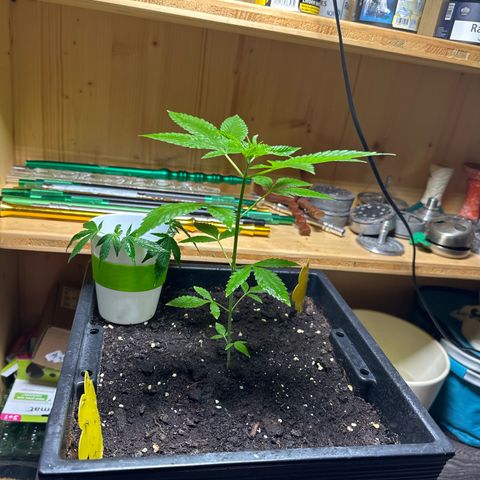 MR X  growlog timeline photo