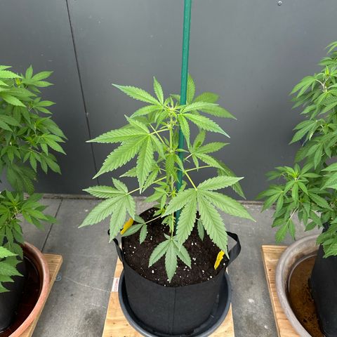 Mango Smile #lenibert growlog timeline photo