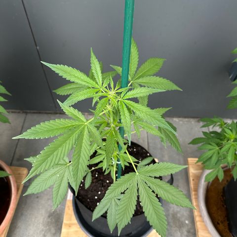 Mango Smile #lenibert growlog timeline photo