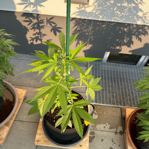 Mango Smile #lenibert growlog timeline photo