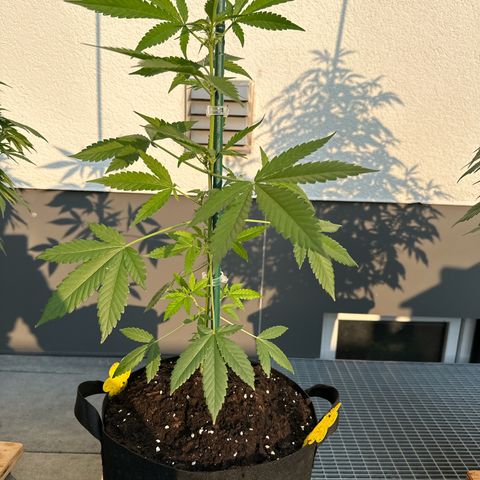 Mango Smile #lenibert growlog timeline photo