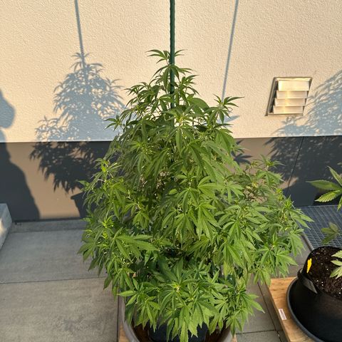 Ak 47 growlog timeline photo