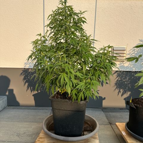 Ak 47 growlog timeline photo