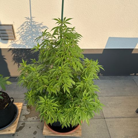 Bruce Banner growlog timeline photo