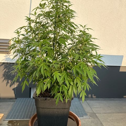 Bruce Banner growlog timeline photo
