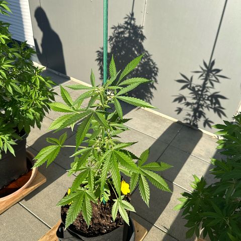 Mango Smile #lenibert growlog timeline photo