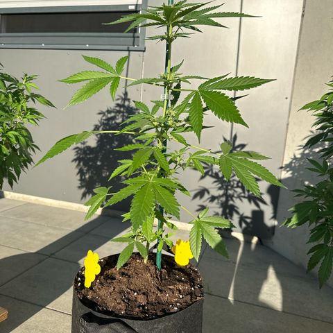 Mango Smile #lenibert growlog timeline photo