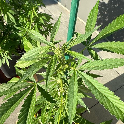 Mango Smile #lenibert growlog timeline photo