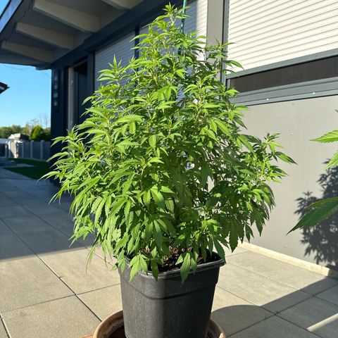 Bruce Banner growlog timeline photo