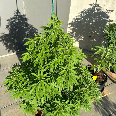 Bruce Banner growlog timeline photo