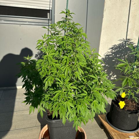 Bruce Banner growlog timeline photo