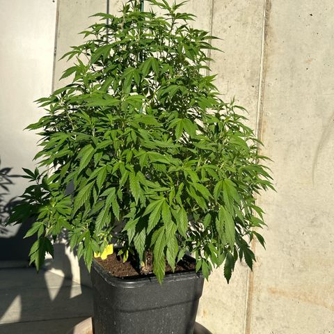 Ak 47 growlog timeline photo