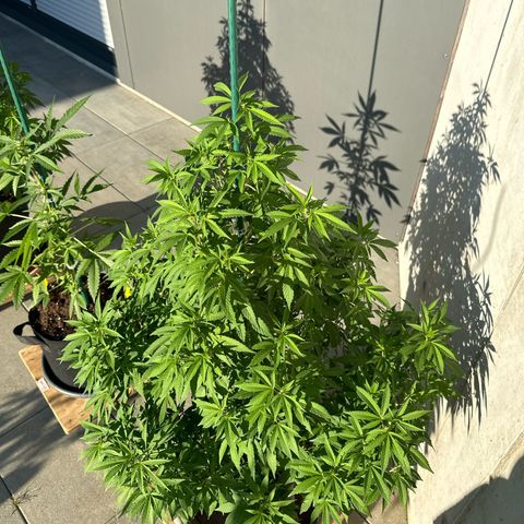 Ak 47 growlog timeline photo