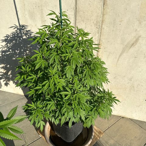 Ak 47 growlog timeline photo