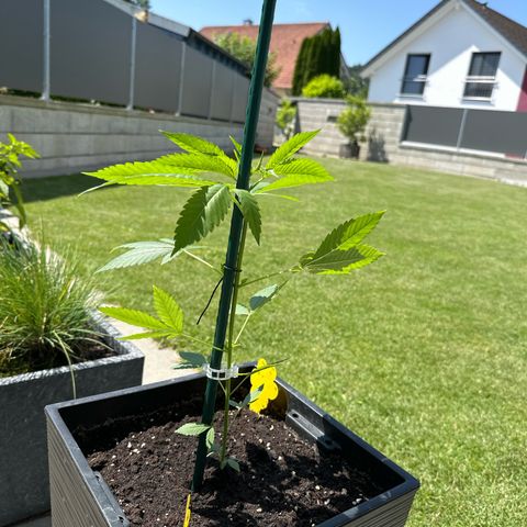 MR X  growlog timeline photo