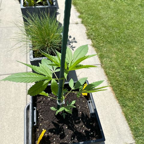 MR X  growlog timeline photo