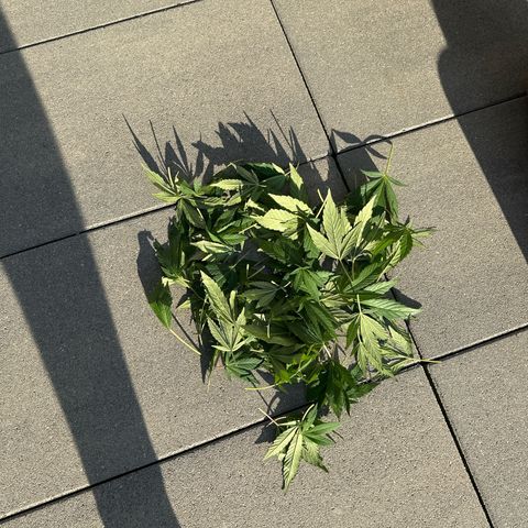 Ak 47 growlog photo: Stutzen 🙏