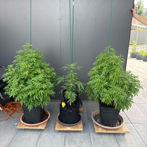 Ak 47 growlog timeline photo