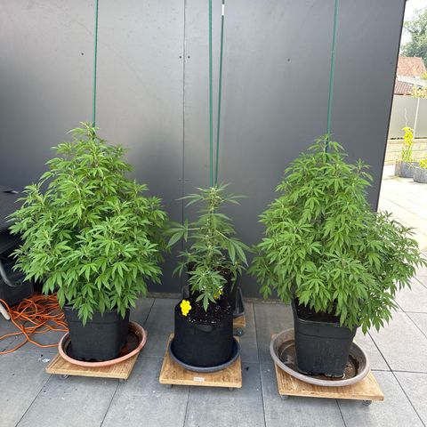 Bruce Banner growlog timeline photo
