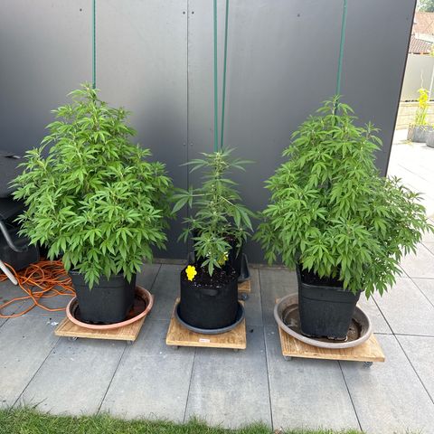 Mango Smile #lenibert growlog timeline photo