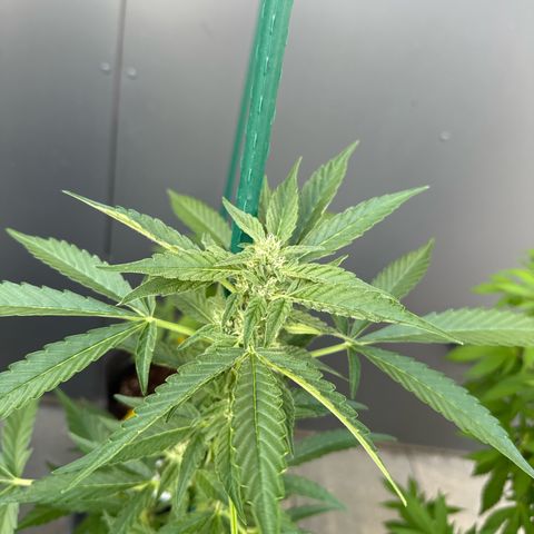 Mango Smile #lenibert growlog timeline photo