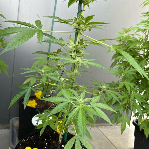 Mango Smile #lenibert growlog timeline photo