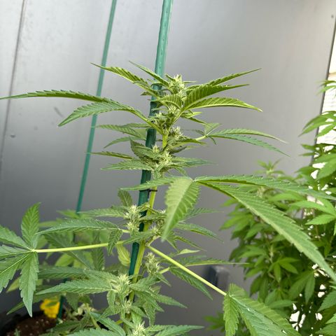 Mango Smile #lenibert growlog timeline photo
