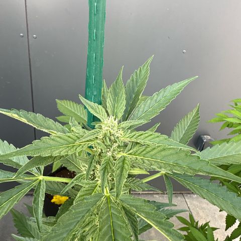 Mango Smile #lenibert growlog timeline photo