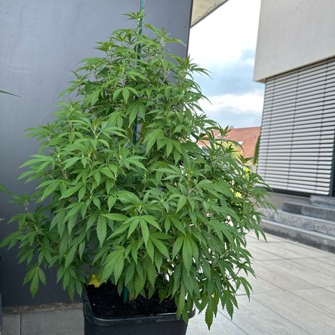 Ak 47 growlog timeline photo