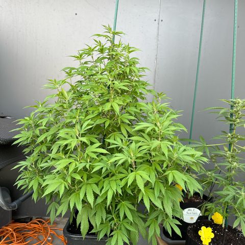 Bruce Banner growlog timeline photo