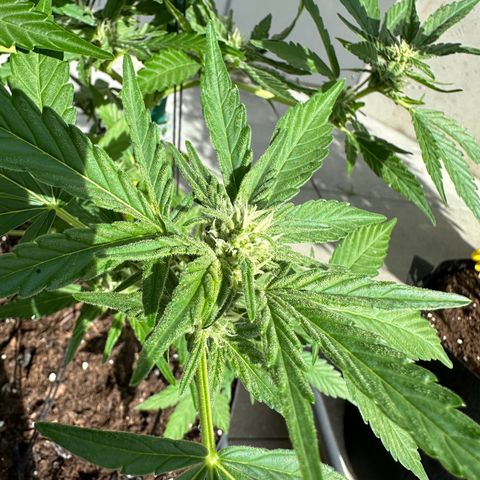Mango Smile #lenibert growlog timeline photo