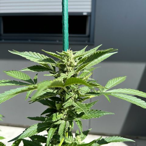 Mango Smile #lenibert growlog timeline photo