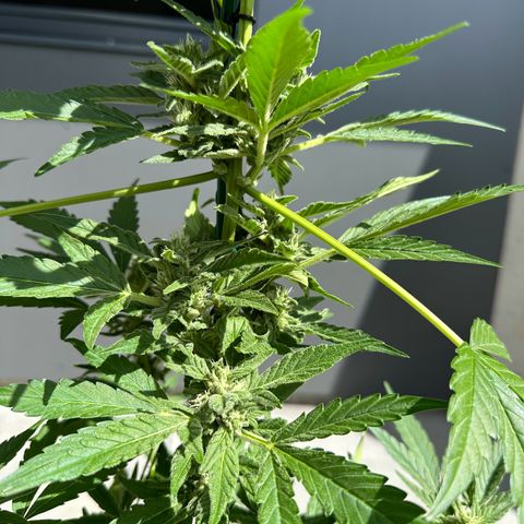 Mango Smile #lenibert growlog timeline photo