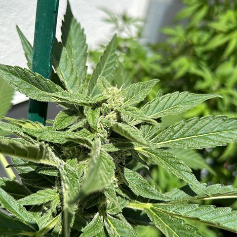 Mango Smile #lenibert growlog timeline photo