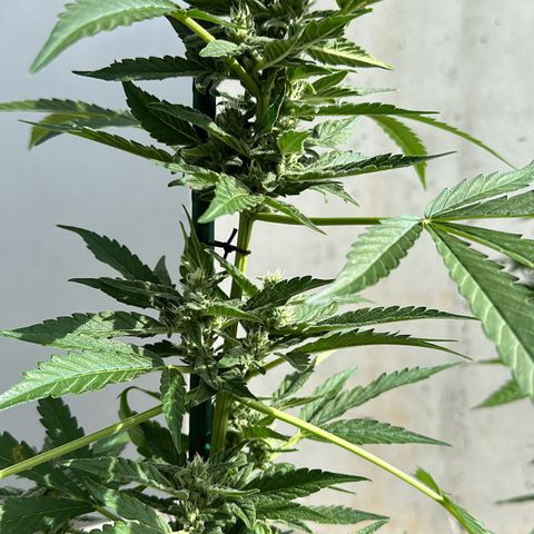 Mango Smile #lenibert growlog timeline photo