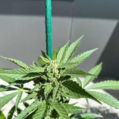 Mango Smile #lenibert growlog timeline photo