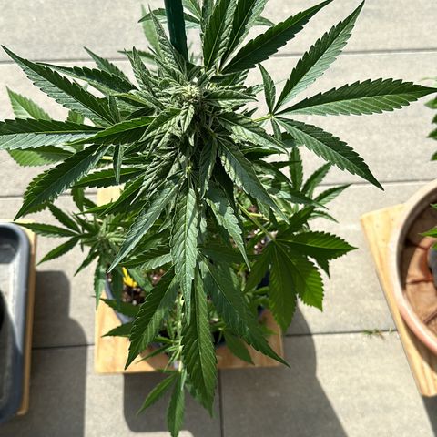 Mango Smile #lenibert growlog timeline photo