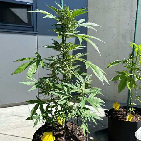 Mango Smile #lenibert growlog timeline photo