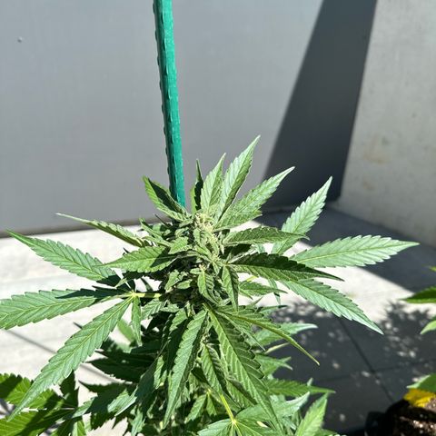 Mango Smile #lenibert growlog timeline photo