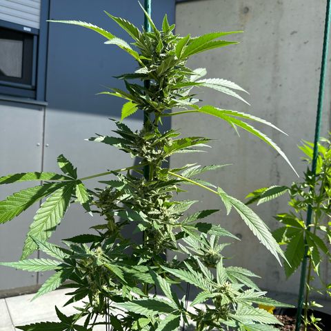 Mango Smile #lenibert growlog timeline photo