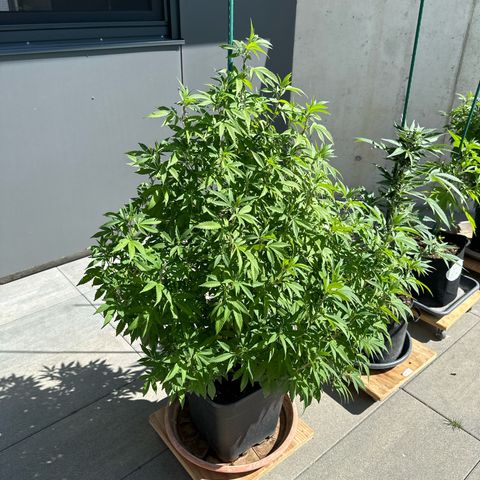 Bruce Banner growlog timeline photo