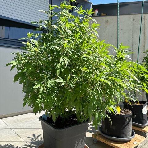 Bruce Banner growlog timeline photo
