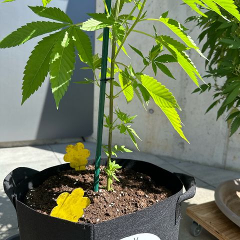 MR X  growlog timeline photo