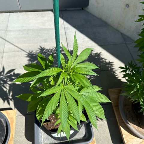 MR X  growlog timeline photo