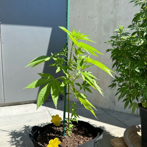 MR X  growlog timeline photo